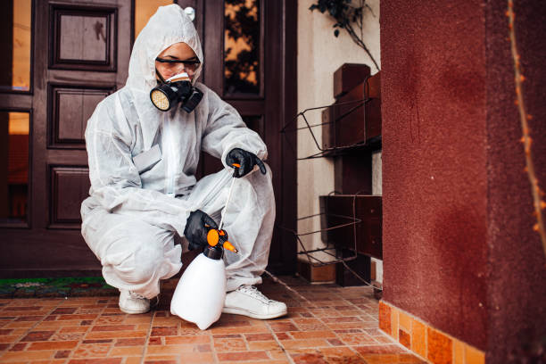 Attic and Crawl Space Rodent Treatment in Cedarhurst