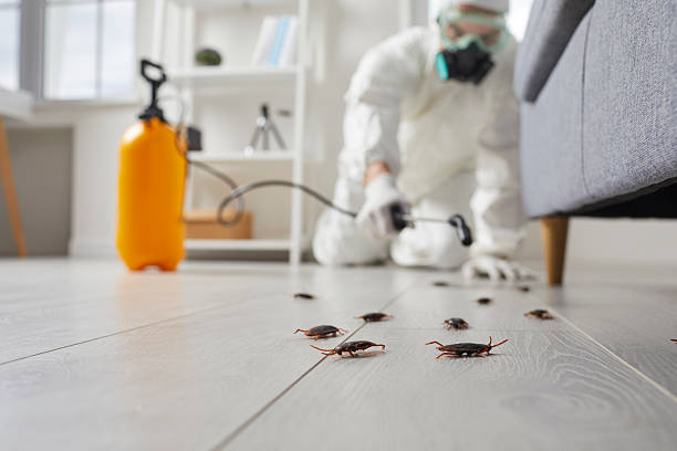 Commercial Rodent Management in Cedarhurst